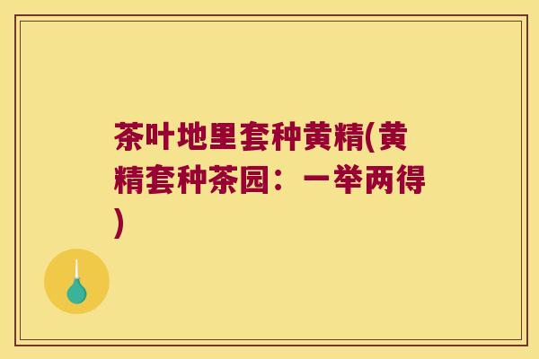 茶叶地里套种黄精(黄精套种茶园：一举两得)