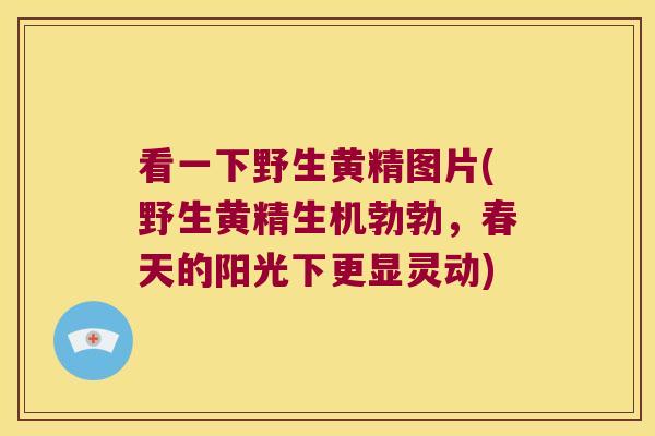 看一下野生黄精图片(野生黄精生机勃勃，春天的阳光下更显灵动)