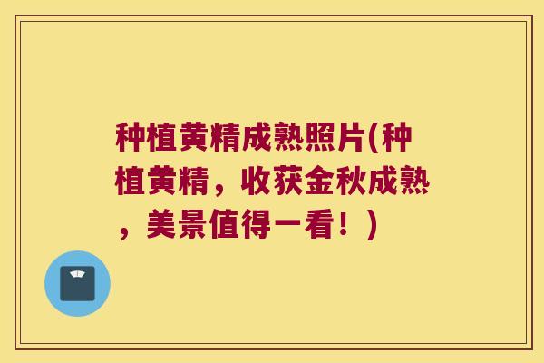 种植黄精成熟照片(种植黄精,收获金秋成熟,美景值得一看!) 种植黄精成熟照片(种植黄精,收获金秋成熟,美景值得一看!)