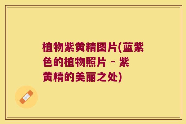 植物紫黄精图片(蓝紫色的植物照片 - 紫黄精的美丽之处)