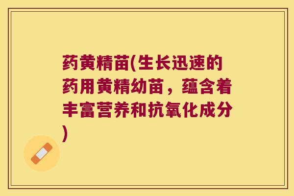 药黄精苗(生长迅速的药用黄精幼苗，蕴含着丰富营养和成分)