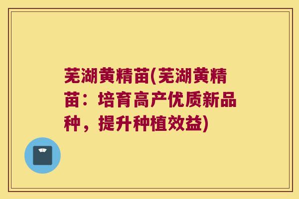 芜湖黄精苗(芜湖黄精苗:培育高产优质新品种,提升种植效益) 芜湖黄精苗(芜湖黄精苗:培育高产优质新品种,提升种植效益)