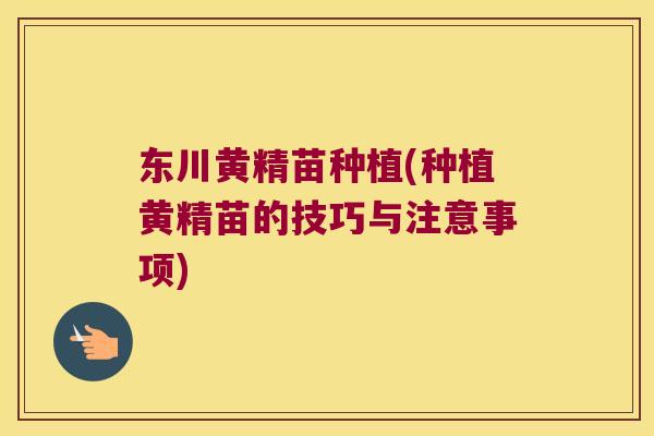 东川黄精苗种植(种植黄精苗的技巧与注意事项) 东川黄精苗种植(种植黄精苗的技巧与注意事项)