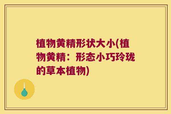 植物黄精形状大小(植物黄精：形态小巧玲珑的草本植物)