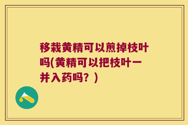 移栽黄精可以煎掉枝叶吗(黄精可以把枝叶一并入药吗？)