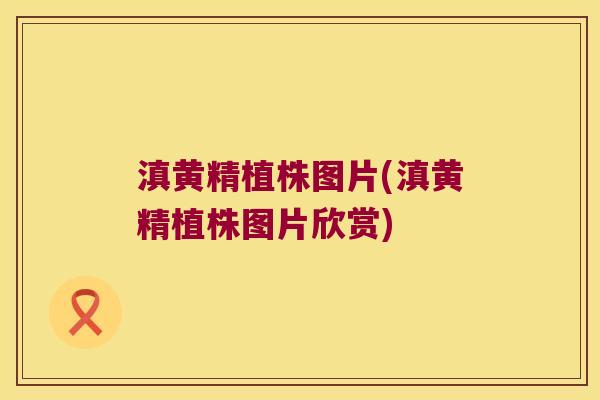 滇黄精植株图片(滇黄精植株图片欣赏)