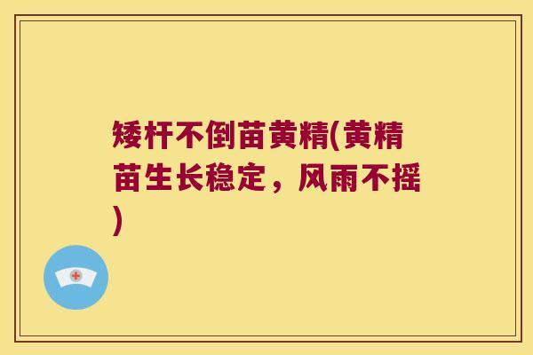 矮杆不倒苗黄精(黄精苗生长稳定,风雨不摇) 矮杆不倒苗黄精(黄精苗生长稳定,风雨不摇)
