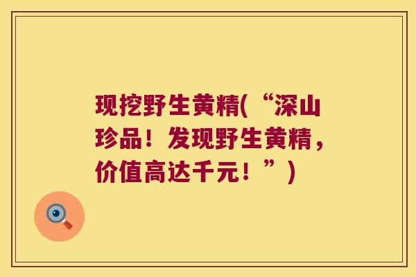 现挖野生黄精(“深山珍品！发现野生黄精，价值高达千元！”)