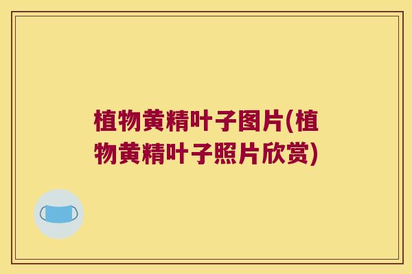 植物黄精叶子图片(植物黄精叶子照片欣赏)