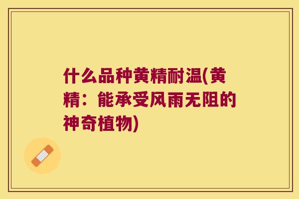 什么品种黄精耐温(黄精：能承受风雨无阻的神奇植物)