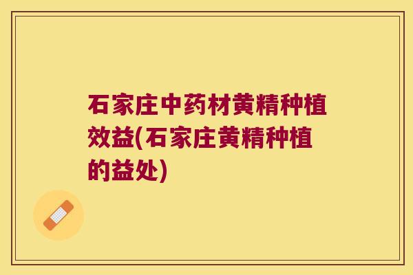 石家庄材黄精种植效益(石家庄黄精种植的益处)