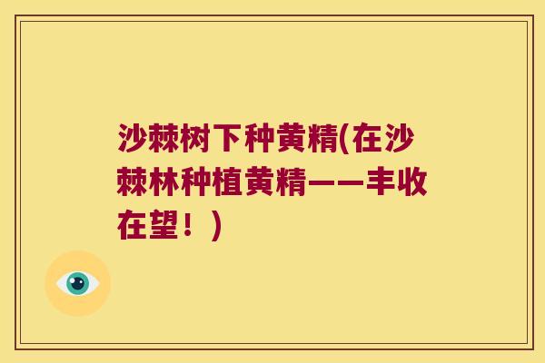 沙棘树下种黄精(在沙棘林种植黄精——丰收在望！)