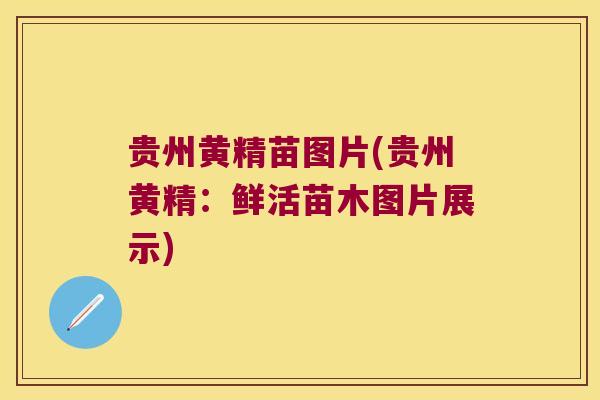 贵州黄精苗图片(贵州黄精：鲜活苗木图片展示)