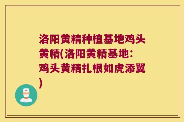 洛阳黄精种植基地鸡头黄精(洛阳黄精基地：鸡头黄精扎根如虎添翼)