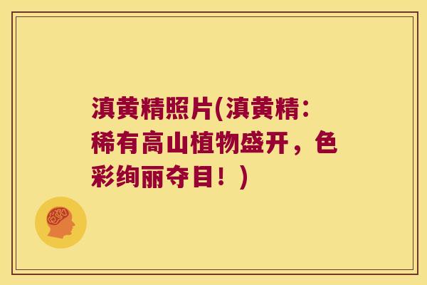 滇黄精照片(滇黄精:稀有高山植物盛开,色彩绚丽夺目!) 滇黄精照片(滇黄精:稀有高山植物盛开,色彩绚丽夺目!)