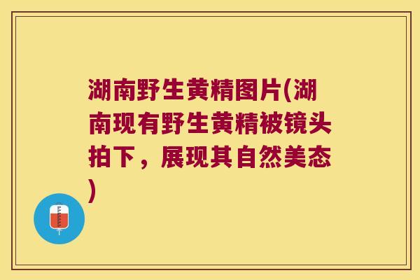 湖南野生黄精图片(湖南现有野生黄精被镜头拍下,展现其自然美态) 湖南野生黄精图片(湖南现有野生黄精被镜头拍下,展现其自然美态)