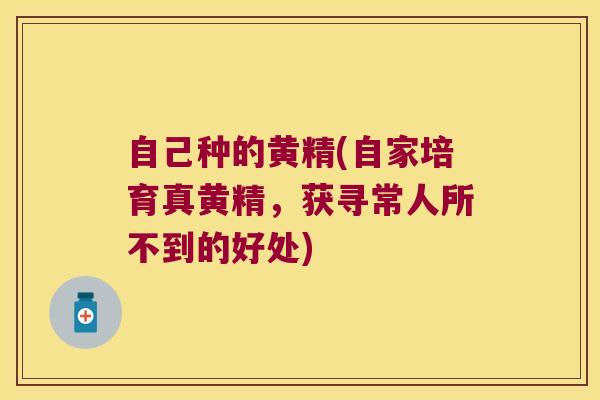自己种的黄精(自家培育真黄精，获寻常人所不到的好处)