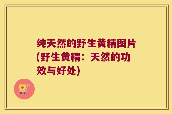 纯天然的野生黄精图片(野生黄精:天然的功效与好处) 纯天然的野生黄精图片(野生黄精:天然的功效与好处)