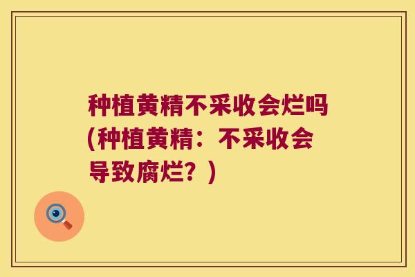 种植黄精不采收会烂吗(种植黄精：不采收会导致腐烂？)