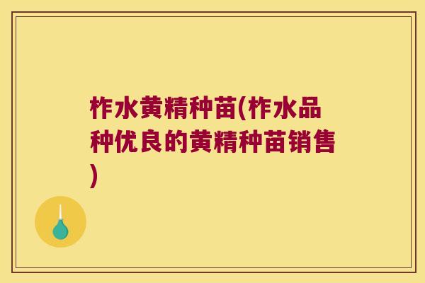 柞水黄精种苗(柞水品种优良的黄精种苗销售)