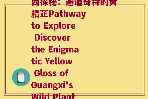 广西野生黄精别名(广西探秘:邂逅奇特的黄精芷Pathway to Explore Discover the Enigmatic Yellow Gloss of Guangxi's Wild Plants) 广西野生黄精别名(广西探秘:邂逅奇特的黄精芷Pathway to Explore Discover the Enigmatic Yellow Gloss of Guangxi's Wild Plants)