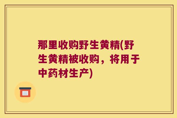 那里收购野生黄精(野生黄精被收购,将用于材生产) 那里收购野生黄精(野生黄精被收购,将用于材生产)