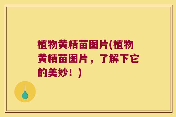 植物黄精苗图片(植物黄精苗图片,了解下它的美妙!) 植物黄精苗图片(植物黄精苗图片,了解下它的美妙!)