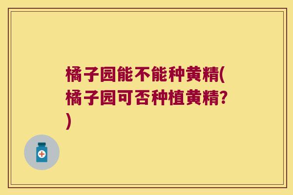 橘子园能不能种黄精(橘子园可否种植黄精？)