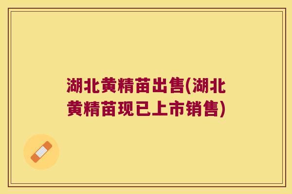 湖北黄精苗出售(湖北黄精苗现已上市销售) 湖北黄精苗出售(湖北黄精苗现已上市销售)