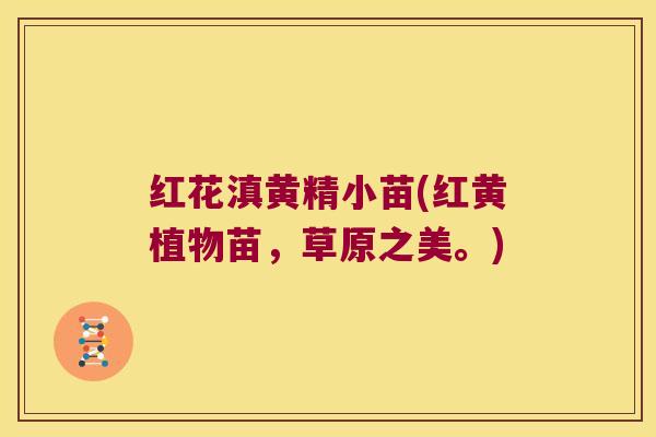 红花滇黄精小苗(红黄植物苗,草原之美。) 红花滇黄精小苗(红黄植物苗,草原之美。)