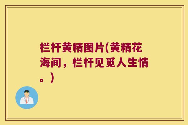 栏杆黄精图片(黄精花海间,栏杆见觅人生情。) 栏杆黄精图片(黄精花海间,栏杆见觅人生情。)