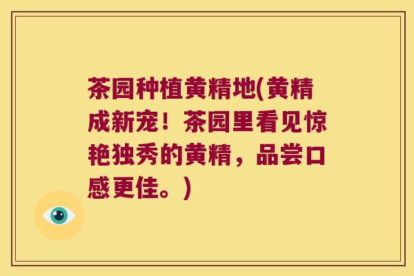 茶园种植黄精地(黄精成新宠!茶园里看见惊艳独秀的黄精,品尝口感更佳。) 茶园种植黄精地(黄精成新宠!茶园里看见惊艳独秀的黄精,品尝口感更佳。)