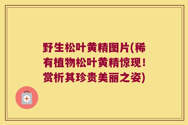 野生松叶黄精图片(稀有植物松叶黄精惊现!赏析其珍贵美丽之姿) 野生松叶黄精图片(稀有植物松叶黄精惊现!赏析其珍贵美丽之姿)