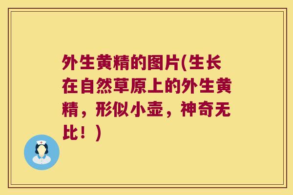 外生黄精的图片(生长在自然草原上的外生黄精，形似小壶，神奇无比！)