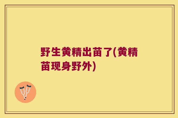 野生黄精出苗了(黄精苗现身野外) 野生黄精出苗了(黄精苗现身野外)
