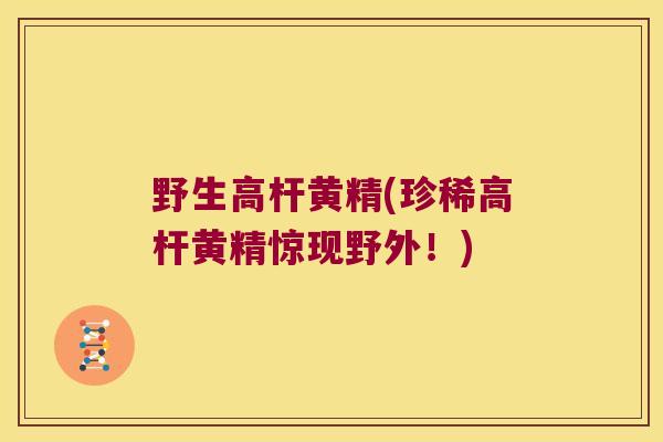 野生高杆黄精(珍稀高杆黄精惊现野外!) 野生高杆黄精(珍稀高杆黄精惊现野外!)