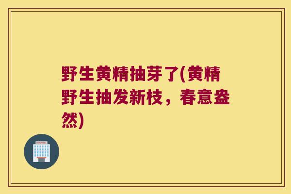 野生黄精抽芽了(黄精野生抽发新枝,春意盎然) 野生黄精抽芽了(黄精野生抽发新枝,春意盎然)