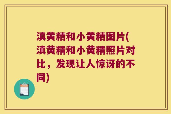 滇黄精和小黄精图片(滇黄精和小黄精照片对比,发现让人惊讶的不同) 滇黄精和小黄精图片(滇黄精和小黄精照片对比,发现让人惊讶的不同)