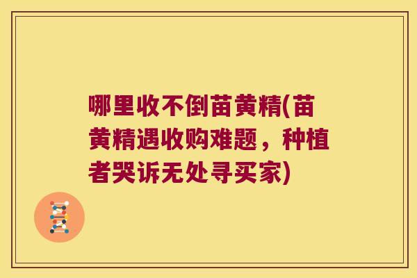 哪里收不倒苗黄精(苗黄精遇收购难题，种植者哭诉无处寻买家)