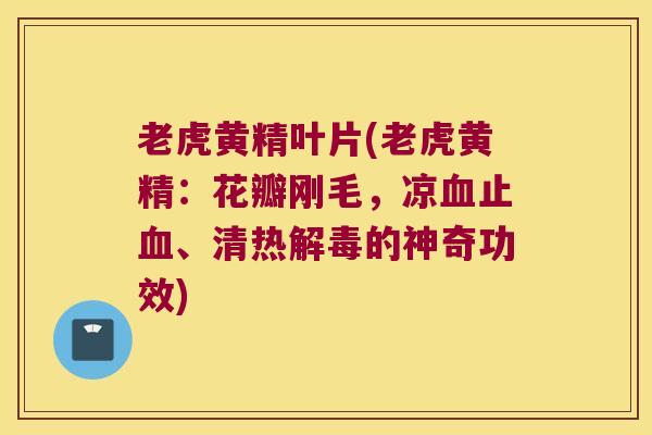 老虎黄精叶片(老虎黄精：花瓣刚毛，凉止、清热的神奇功效)