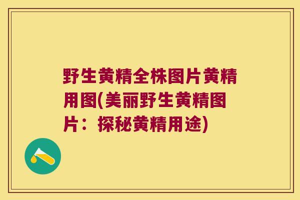 野生黄精全株图片黄精用图(美丽野生黄精图片:探秘黄精用途) 野生黄精全株图片黄精用图(美丽野生黄精图片:探秘黄精用途)