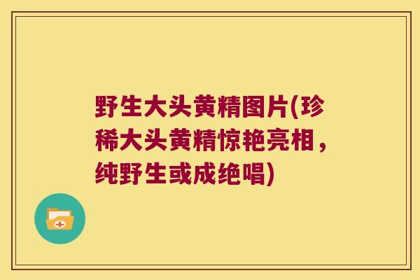 野生大头黄精图片(珍稀大头黄精惊艳亮相,纯野生或成绝唱) 野生大头黄精图片(珍稀大头黄精惊艳亮相,纯野生或成绝唱)