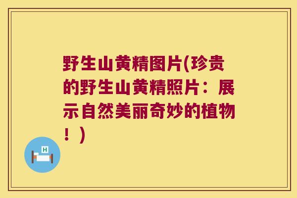 野生山黄精图片(珍贵的野生山黄精照片：展示自然美丽奇妙的植物！)