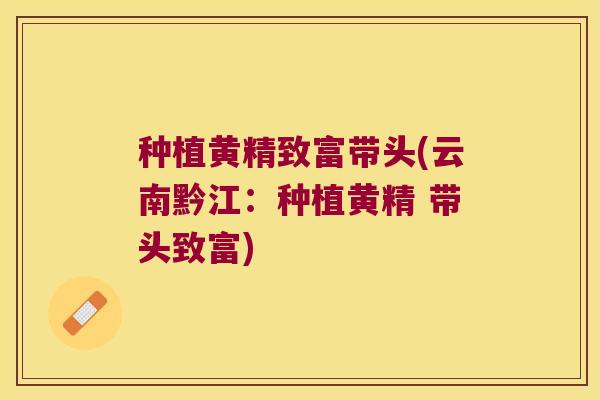 种植黄精致富带头(云南黔江：种植黄精 带头致富)