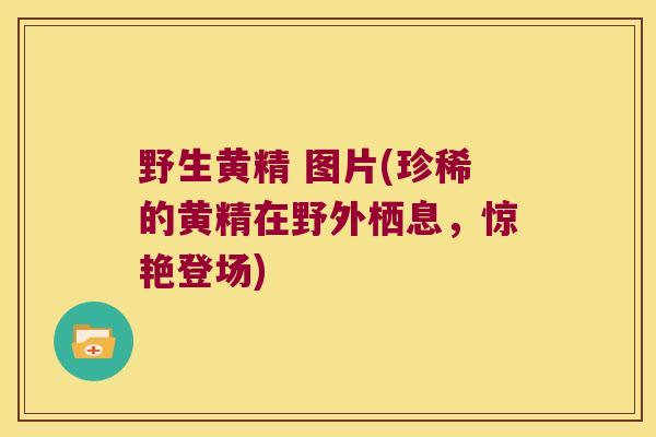 野生黄精 图片(珍稀的黄精在野外栖息，惊艳登场)