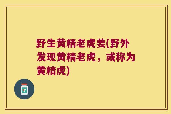 野生黄精老虎姜(野外发现黄精老虎，或称为黄精虎)