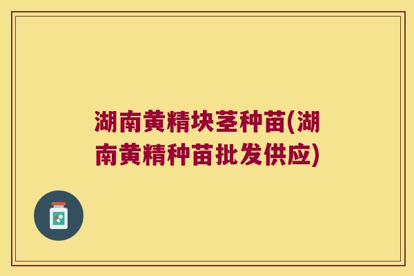 湖南黄精块茎种苗(湖南黄精种苗批发供应)