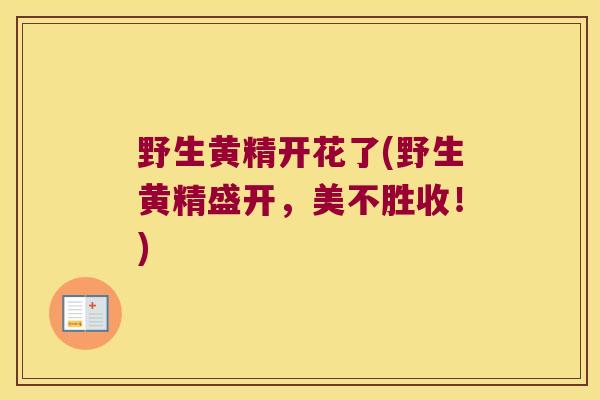 野生黄精开花了(野生黄精盛开,美不胜收!) 野生黄精开花了(野生黄精盛开,美不胜收!)