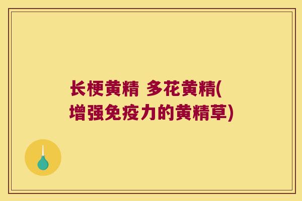 长梗黄精 多花黄精(增强力的黄精草) 长梗黄精 多花黄精(增强力的黄精草)