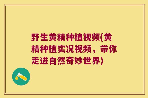 野生黄精种植视频(黄精种植实况视频,带你走进自然奇妙世界) 野生黄精种植视频(黄精种植实况视频,带你走进自然奇妙世界)